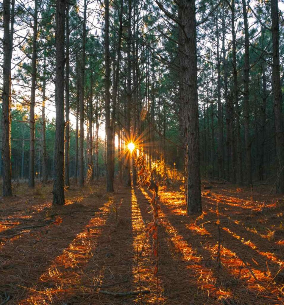 Parc Naturel Des Landes De Gascogne forêt des landes